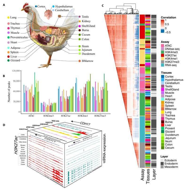 Comprehensive Mapping of Regulatory Elements in the Chicken Genome